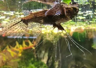 African butterfly fish